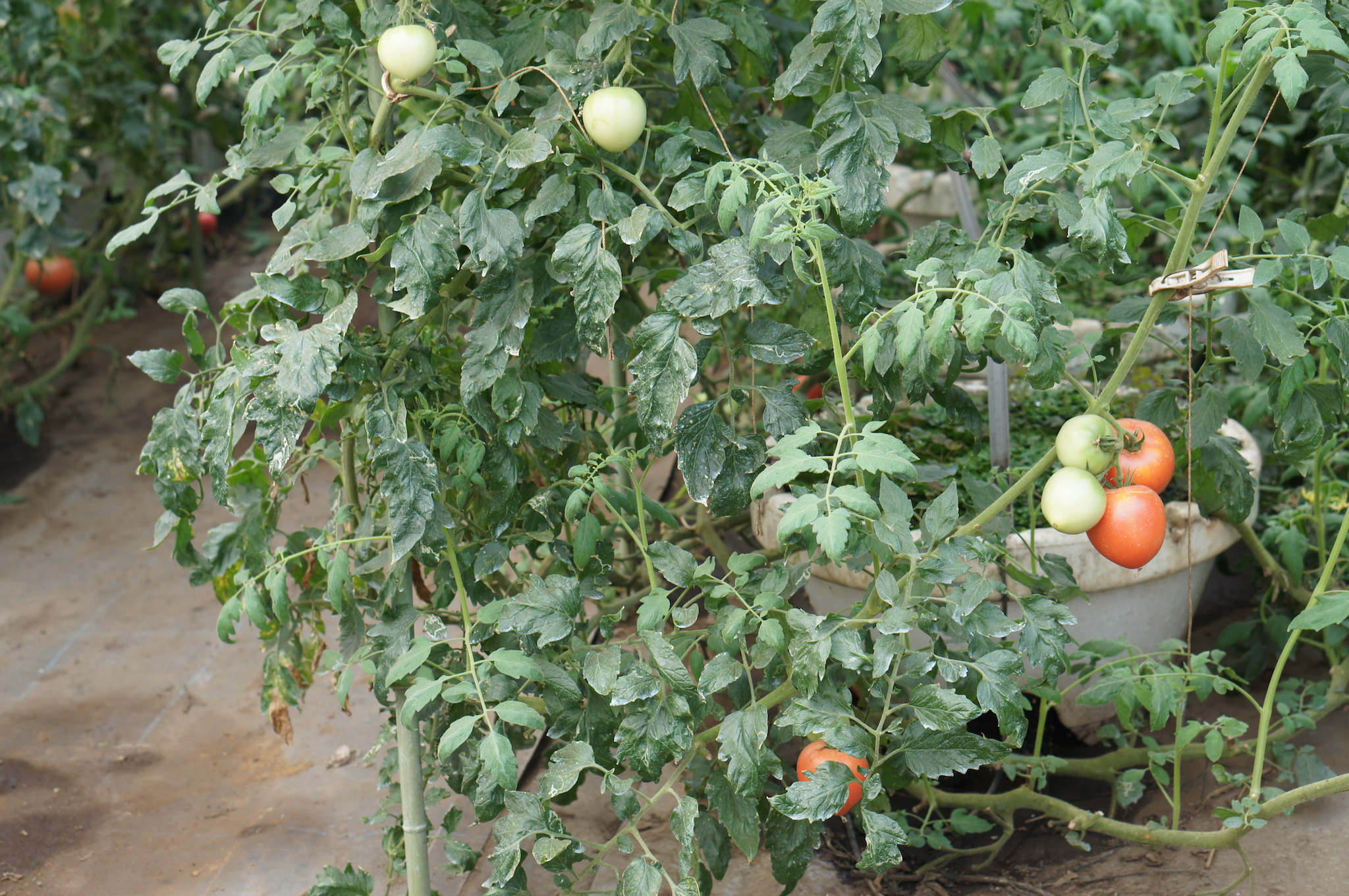 ビニールハウスで収穫前のトマト