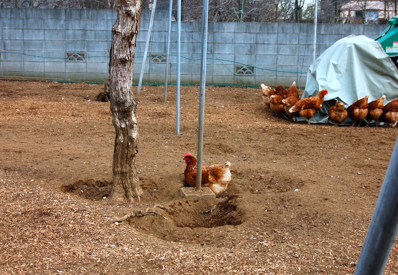 キウイ棚の下は、鶏たちのお陰で草取りの必要がない状態