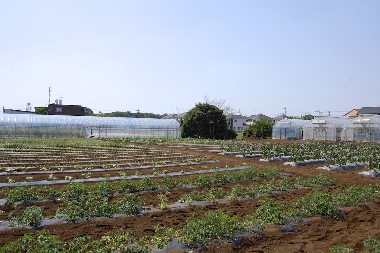伊藤さんの畑、畝やビニルハウスごとに多品種が生産されている