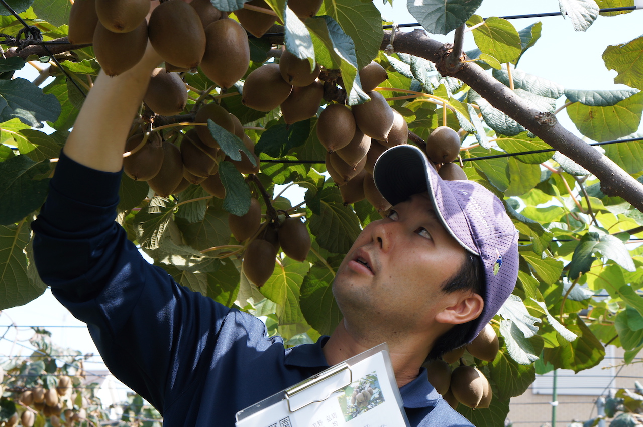 今が旬！三鷹特産キウイフルーツの収穫作業を学ぶ会（お土産あり）@よしの園